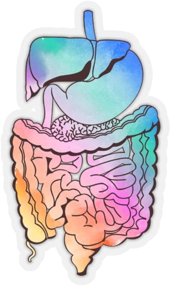 Gastro-entérologie
