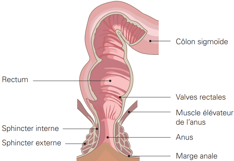 Proctologie
